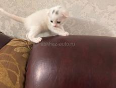 Вислоухие котята