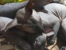 Канадский сфинкс 