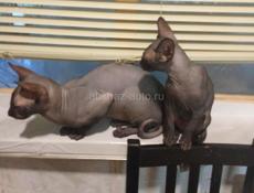 Канадский сфинкс 