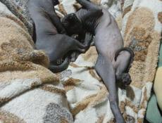 Канадский сфинкс 