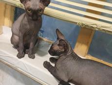 Канадский сфинкс 