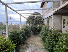 Датские ёлки 