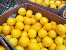 Продаю лимон около 120 кг по 50 р. все вместе 