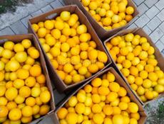 Продаю лимон около 120 кг по 50 р. все вместе 