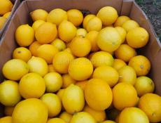 Продаю лимон около 120 кг по 50 р. все вместе 