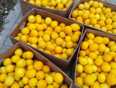 Продаю лимон около 120 кг по 50 р. все вместе 