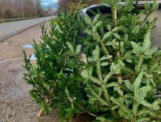 Продажа живых ёлок 