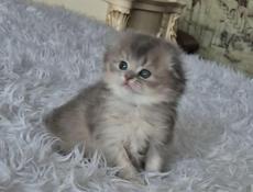 Шотландские котята 💞💞💞💞💞💞💞💞💞