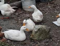 Продам уток