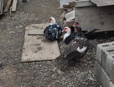 Продам уток