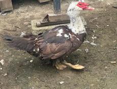 Продам уток