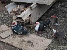 Продам уток