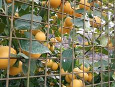 Самосбор 🍋