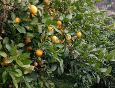 Самосбор 🍋