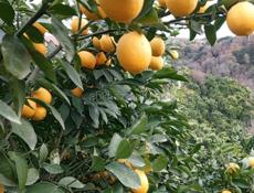 Самосбор 🍋