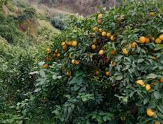 Самосбор 🍋