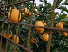 Самосбор 🍋