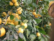 Самосбор 🍋