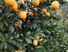 Самосбор 🍋