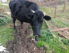 Продаются 2 коровы и 3 телёнка