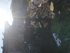 Продаются 2 коровы и 3 телёнка