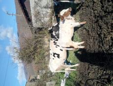 Продаются 2 коровы и 3 телёнка