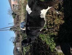 Продаются 2 коровы и 3 телёнка