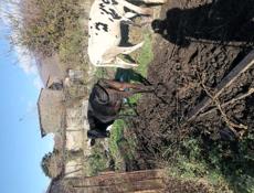 Продаются 2 коровы и 3 телёнка