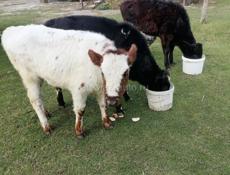 Продаются 2 коровы и 3 телёнка