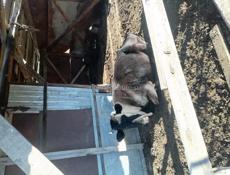 Продаются 2 коровы и 3 телёнка