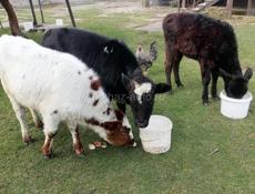 Продаются 2 коровы и 3 телёнка