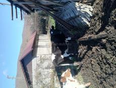 Продаются 2 коровы и 3 телёнка