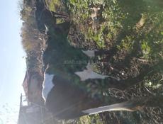 Продаются 2 коровы и 3 телёнка