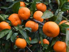 Продается мандарин 