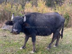 Продаются буйволы!