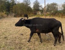 Продаются буйволы!