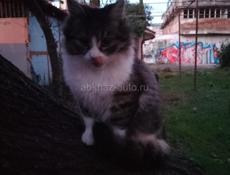 Ищу в хорошие руки