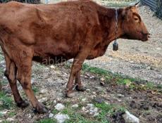 Корова 120кг.