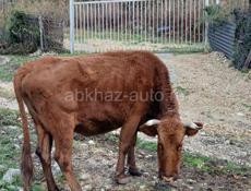 Корова 120кг.