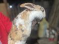 Продаются кролики 