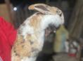 Продаются кролики 