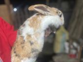 Продаются кролики 