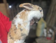 Продаются кролики 