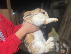 Продаются кролики