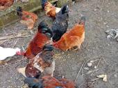 Продаются петухи.