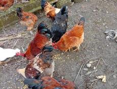 Продаются петухи.