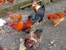 Продаются петухи.