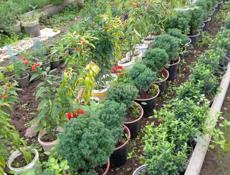 Садовый инвентарь