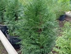 Садовый инвентарь