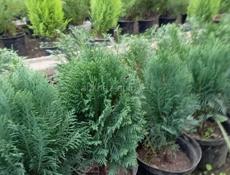 Садовый инвентарь